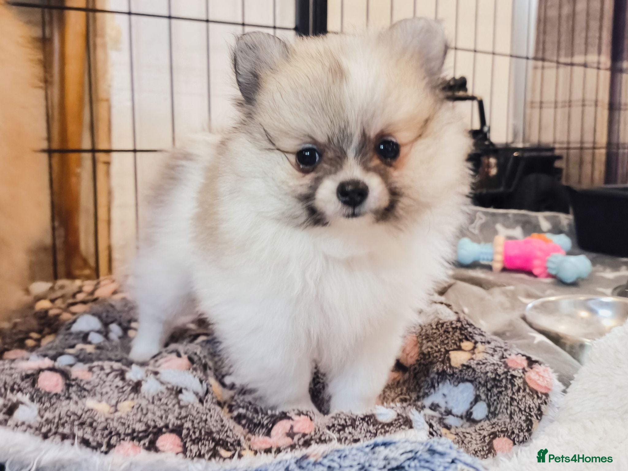 Pomeranian dogs 1 girl left - KC registered pomeranian puppies - Advert 4