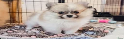 Pomeranian dogs for sale: 1 girl left - KC registered pomeranian puppies - Advert 19