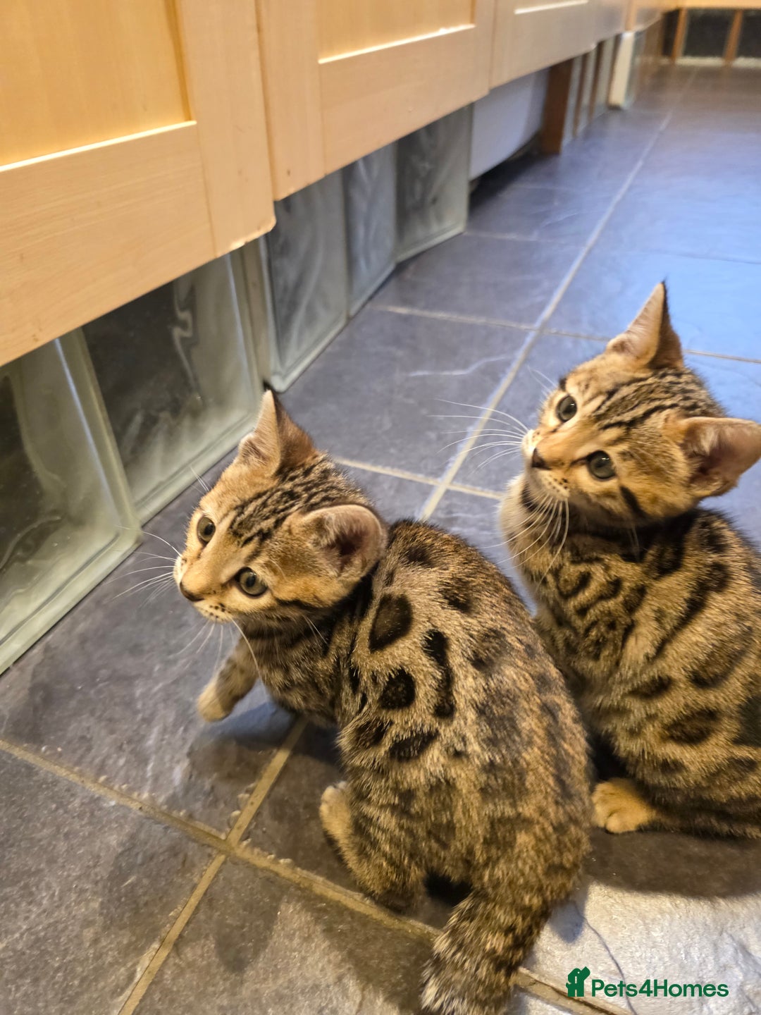 Bengal cats for sale: Outstanding quality Brown rosetted bengal kittens  - Advert 29