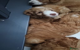 Mixed Breed dogs for sale: F2 Cockapoo's  - Image 9
