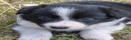 Border Collie dogs for sale: Beautiful border collie pups for sale!  in Abergavenny - Advert 16