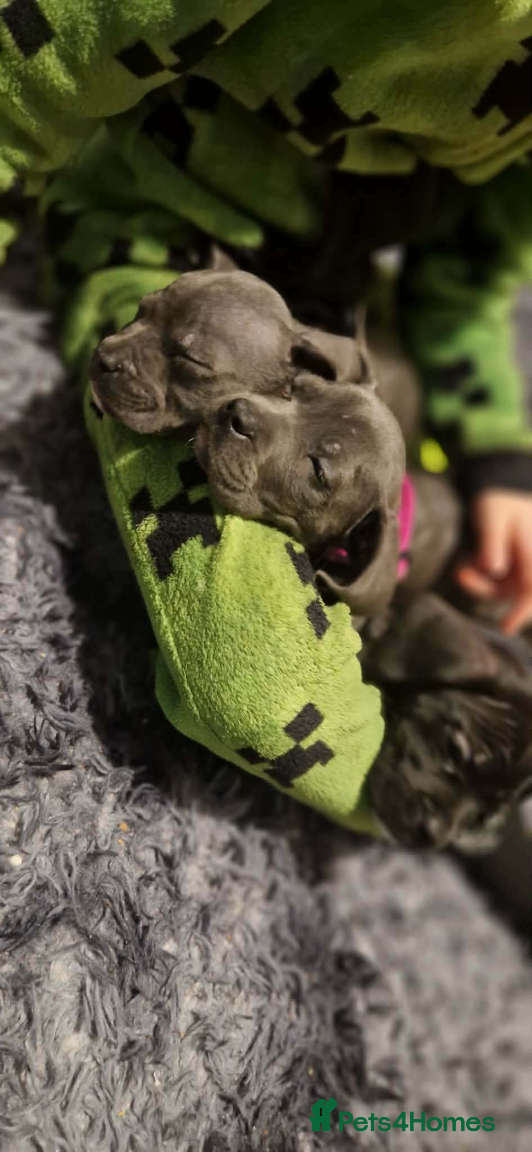 Mixed Breed dogs for sale: Cane corso hybrid - Advert 5