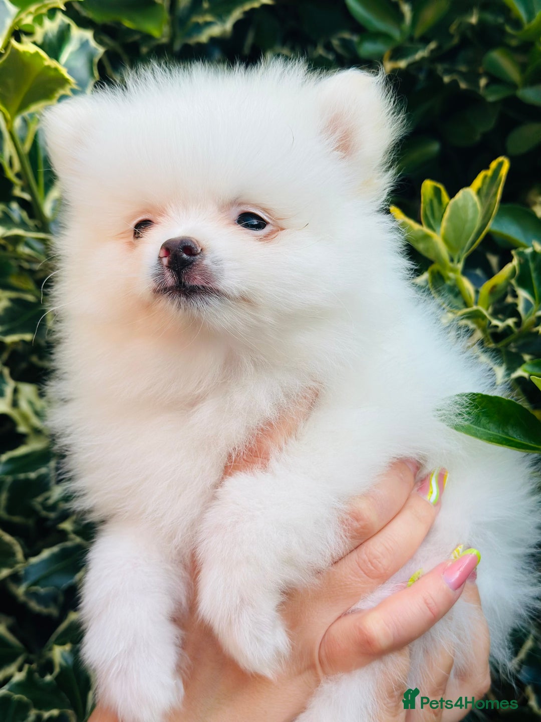 Pomeranian dogs for sale: 3 Gorgeous Pomeranian Puppies-Ready for New Homes - Image 5