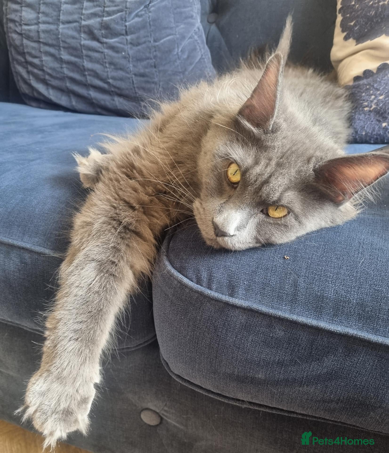 Maine Coon cats Female 2yr old Maine Coon  - Advert 1