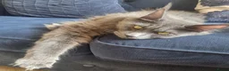 Maine Coon cats for sale: Female 2yr old Maine Coon  in Colchester - Advert 1
