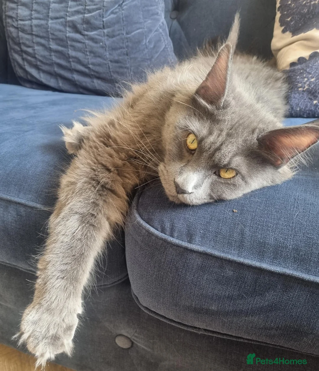 Maine Coon cats for sale: Female 2yr old Maine Coon  in Colchester - Advert 1