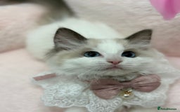 Ragdoll cats for sale: Blue Bicolor kittens 😸  - Image 6