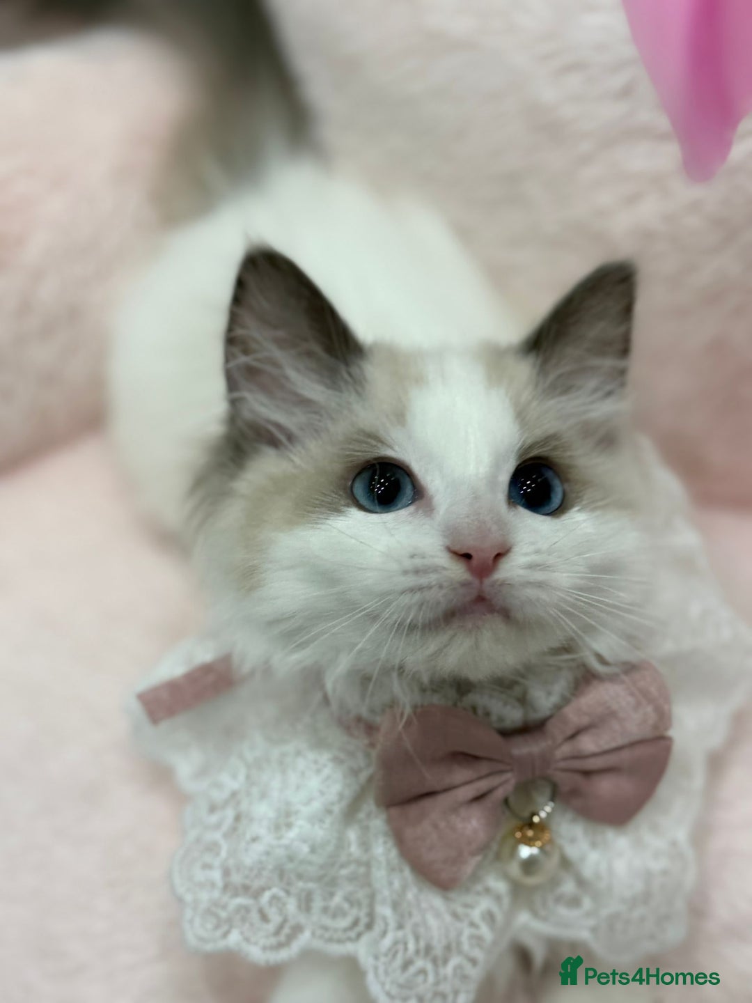 Ragdoll cats for sale: Blue Bicolor kittens 😸  - Image 6
