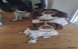 English Springer Spaniel dogs for sale: English springer spaniel male puppy - Image 4