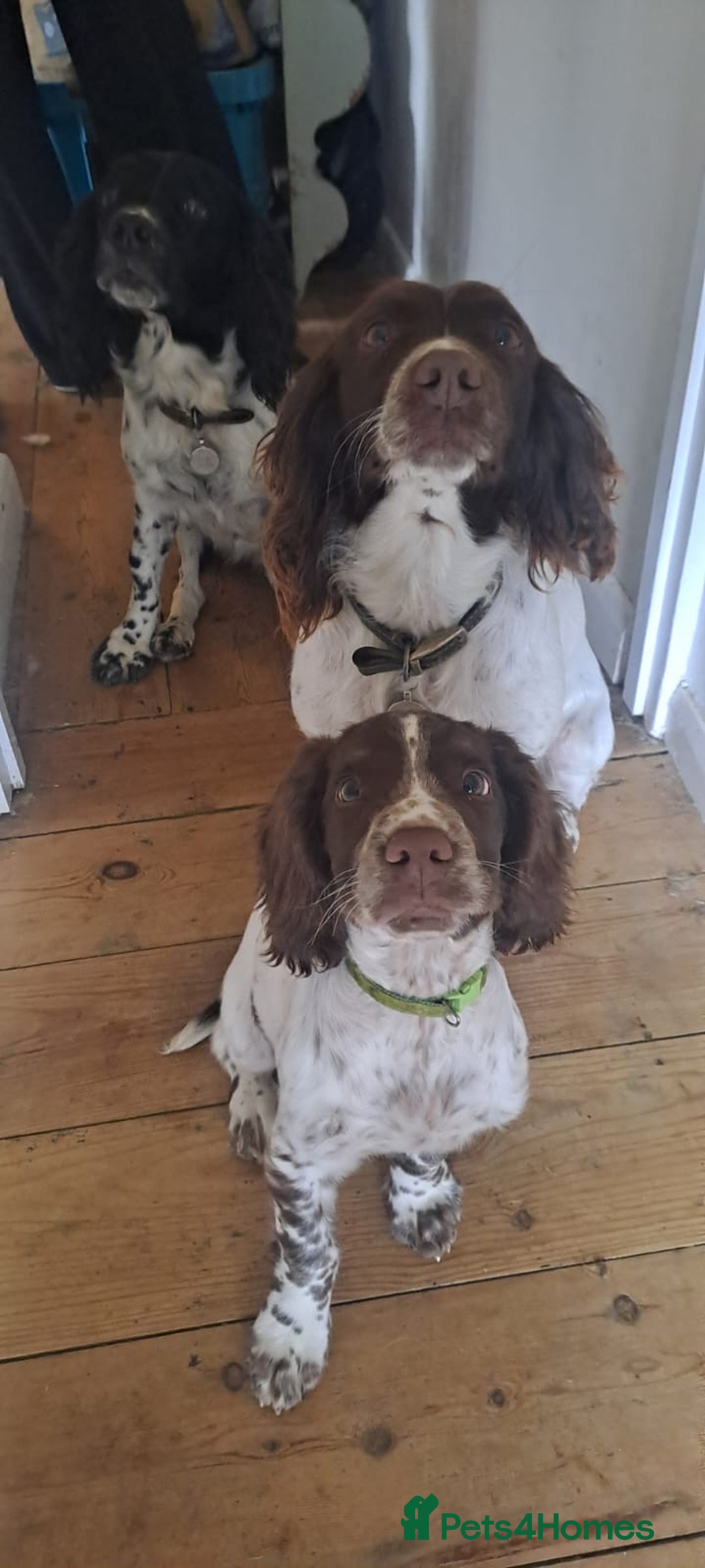 English Springer Spaniel dogs for sale: English springer spaniel male puppy - Image 4