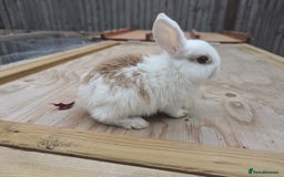 Mini Lion Lop rabbits for sale: Lion/lop bunnies  - Image 2
