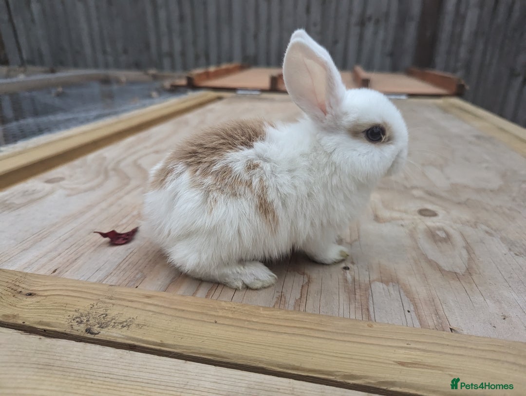 Mini Lion Lop rabbits for sale: Lion/lop bunnies  - Image 2
