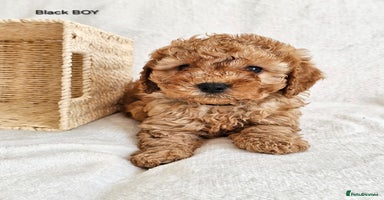 Cavapoo dogs - Advert 15