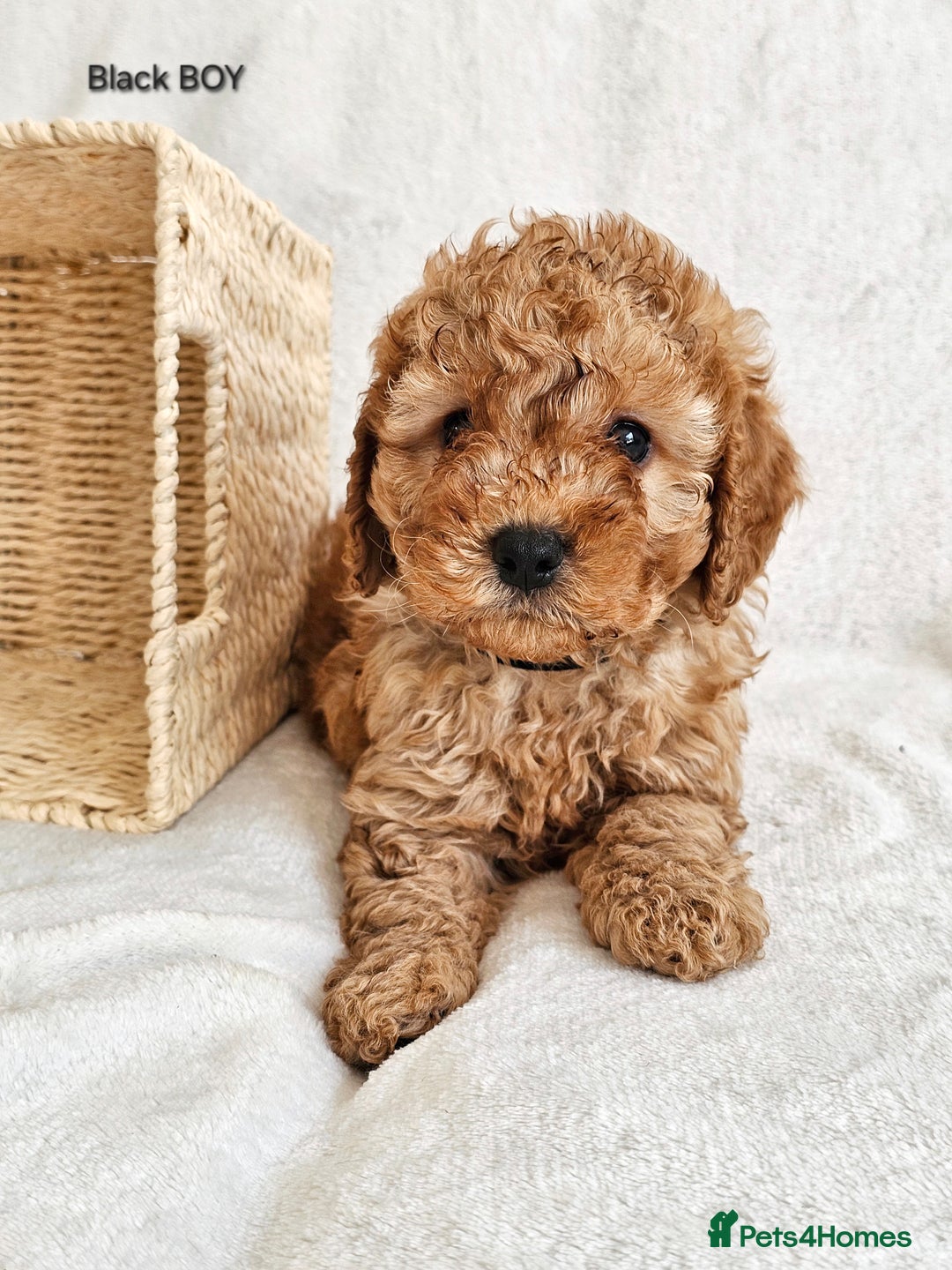 Cavapoo dogs for sale: Adorable F1b Cavapoo Puppies Ready 15th November - Image 26