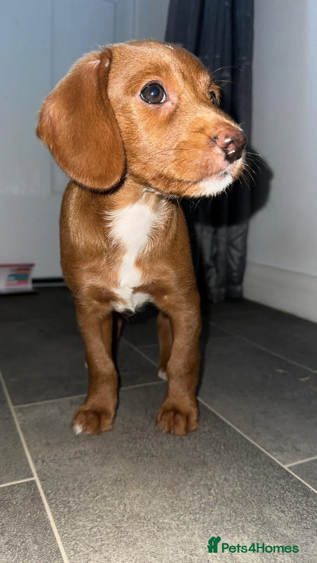 Doxiepoo dogs for sale: Stunning Doxiepoo Puppies for sale  - Advert 2