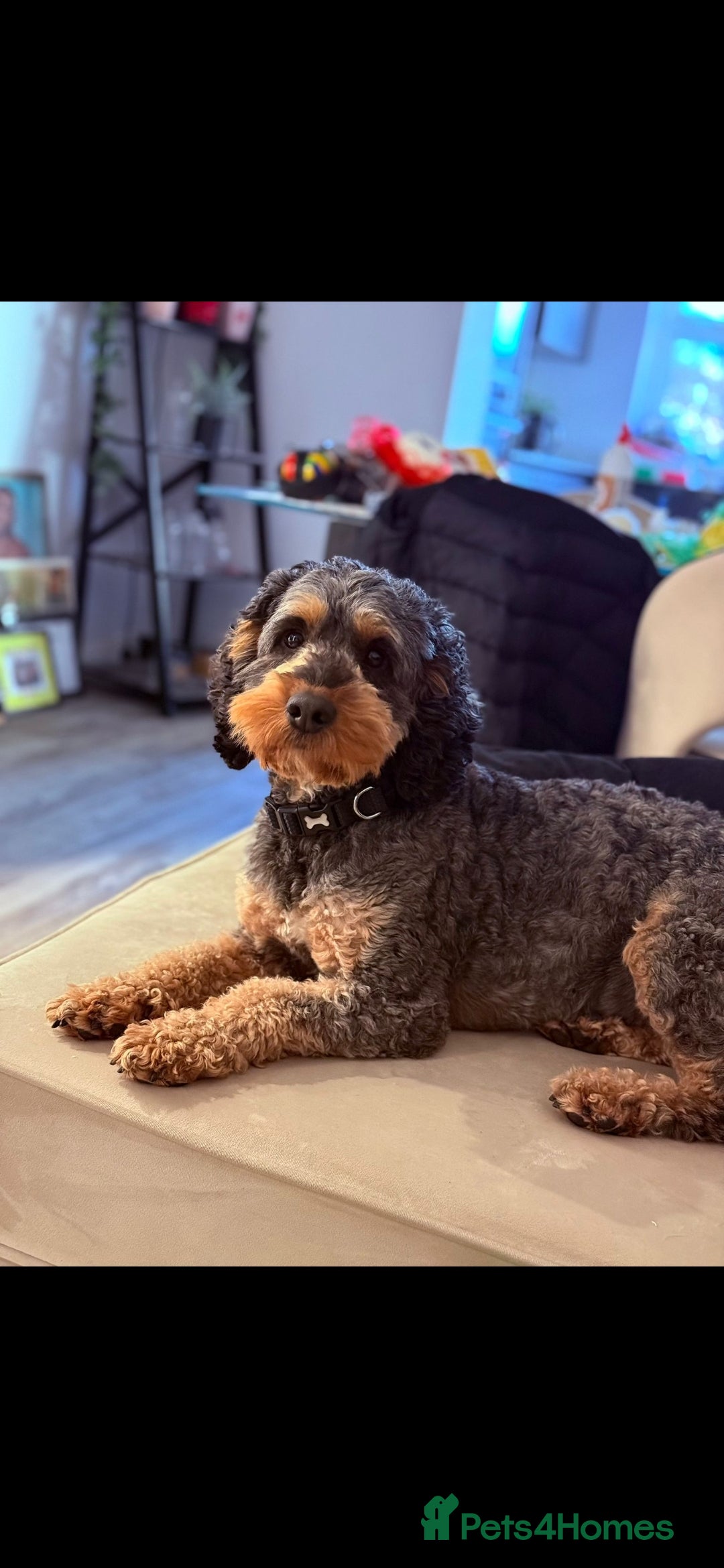 Cockapoo dogs for sale: Cockapoo Puppies - Advert 14