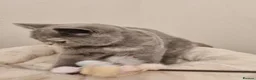 British Shorthair cats for sale: *Reduced* British Shorthair Blue Tortie Female  - Advert 14