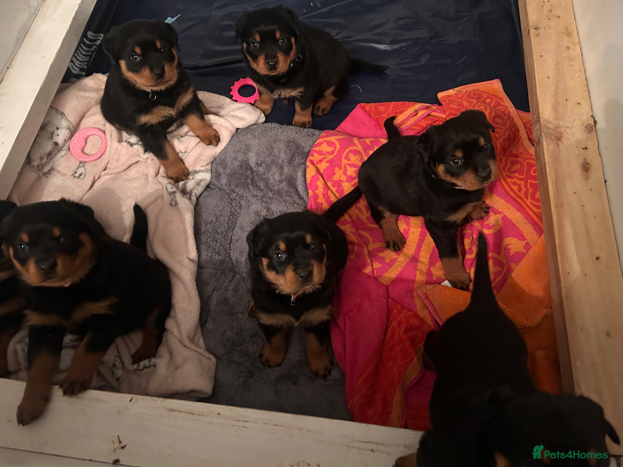Rottweiler dogs for sale: Pure breed Rottweiler puppies for sale - Advert 13