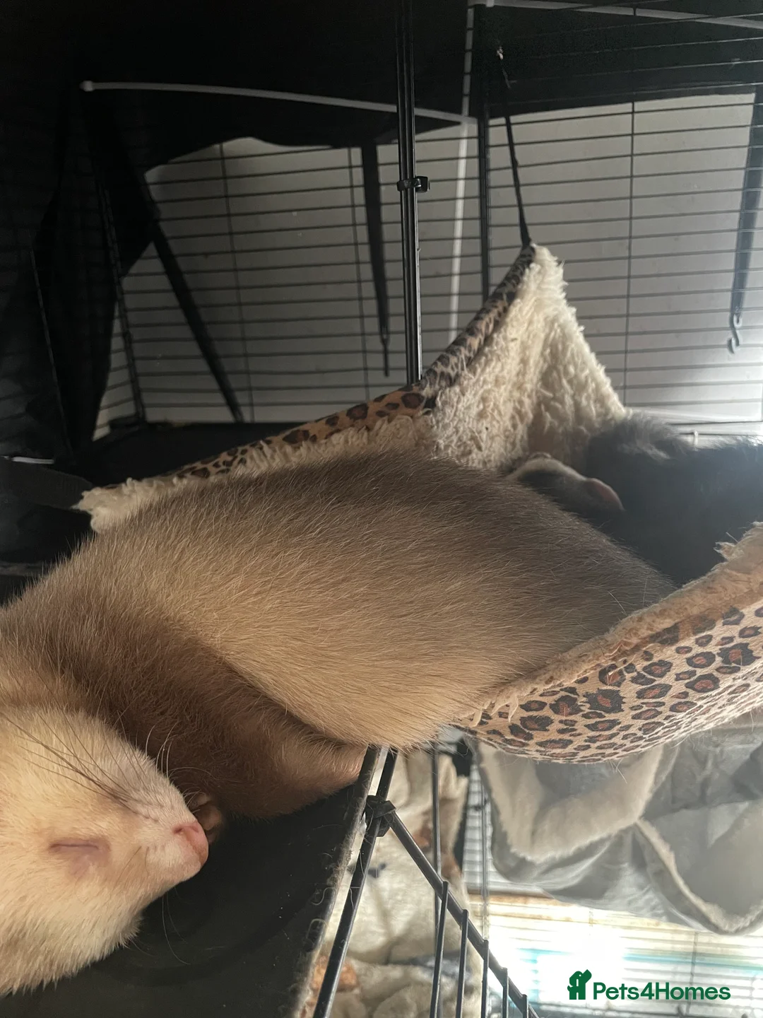 Ferret rodents for sale: Two gorgeous male ferret brothers for sale - Advert 7