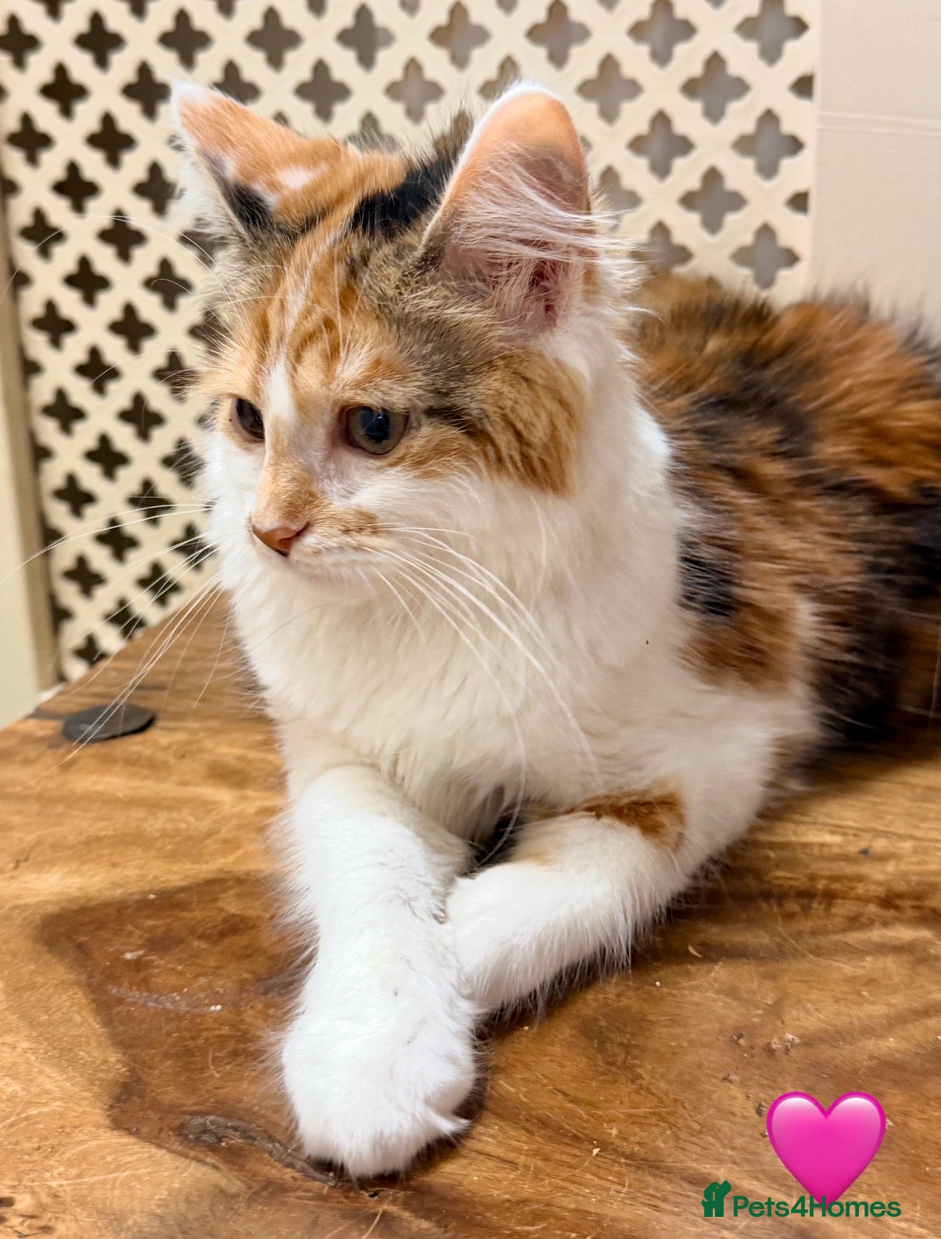 Mixed Breed cats 💖 MAINE COON X RAGDOLL *PARENTS HEALTH TESTED* 💖 - Advert 2