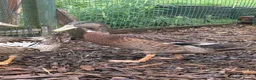 Ducks poultry for sale: 2 rouen x drakes  - Advert 4