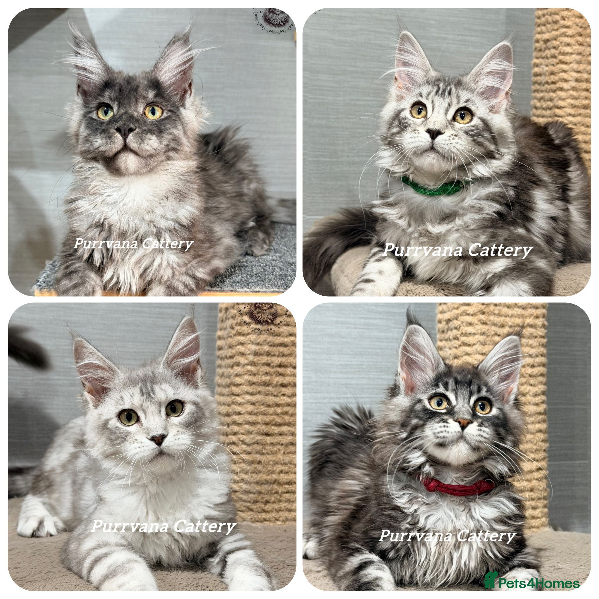 Maine Coon cats TICA registration Maine coon kittens Ready Now - Advert 1