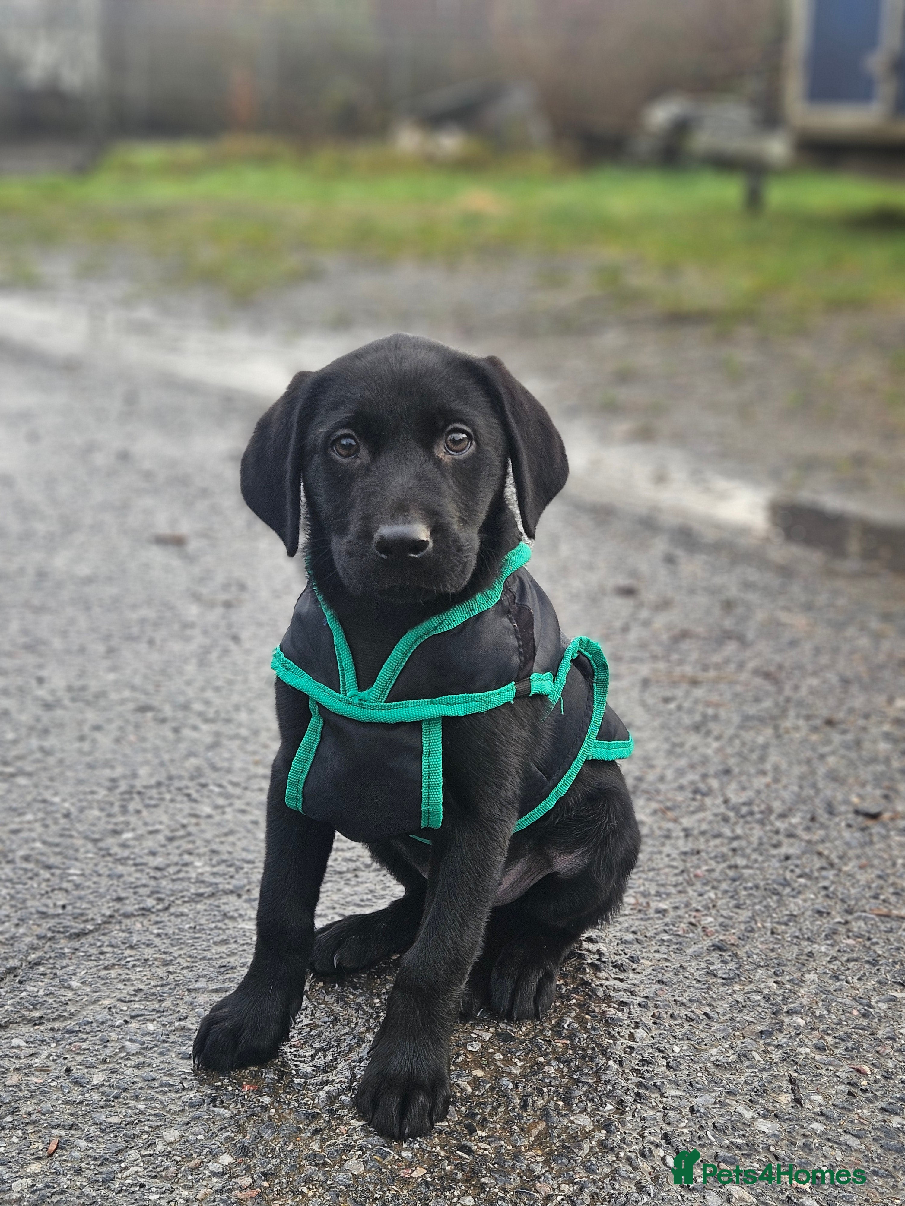 Labrador Retriever dogs Black labrador dog pups - Advert 5
