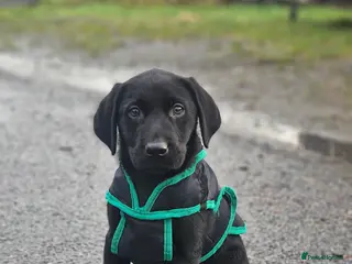 Labrador Retriever dogs Black labrador dog pups - Advert 5