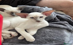 Siamese cats for sale: Gorgeous New Style Siamese kittens GCCF - Image 5