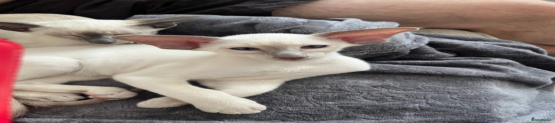 Siamese Kitten 2 Clifford