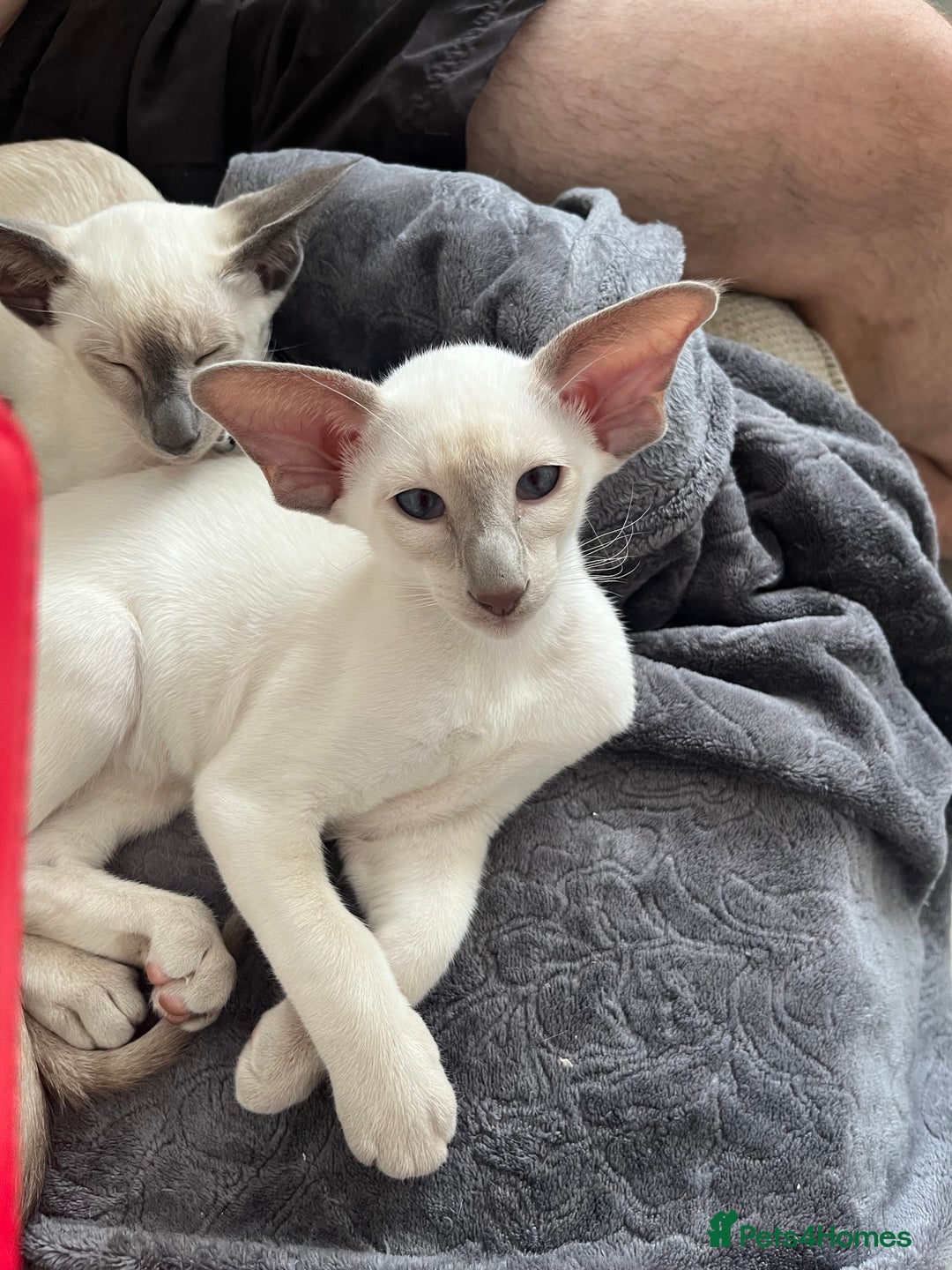 Siamese cats for sale: Gorgeous New Style Siamese kittens GCCF - Image 5