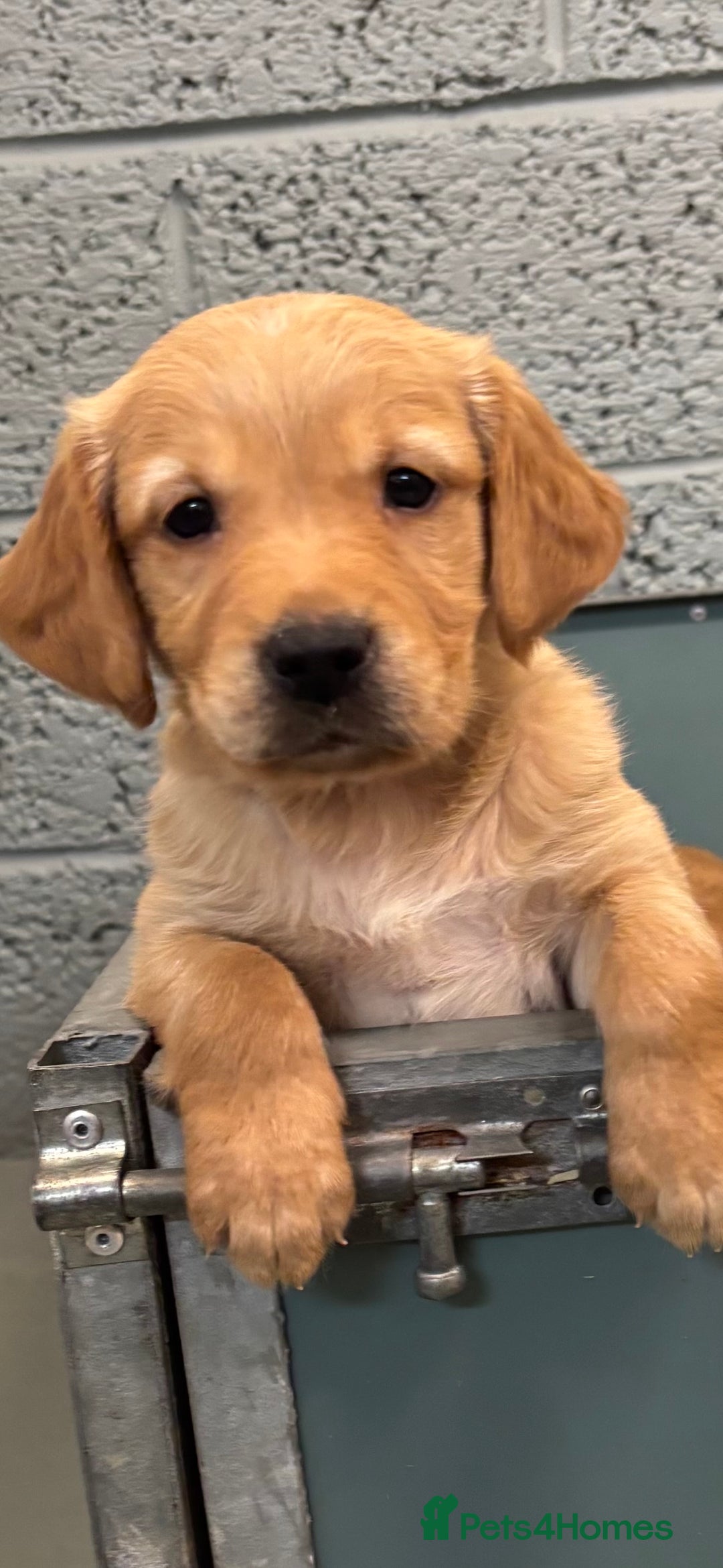 Golden Retriever dogs for sale:  Golden retriever puppies  - Advert 11