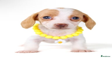 Miniature Dachshund dogs - Advert 6