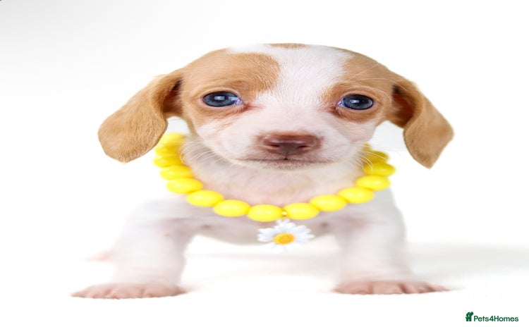 Miniature Dachshund dogs - Advert 2