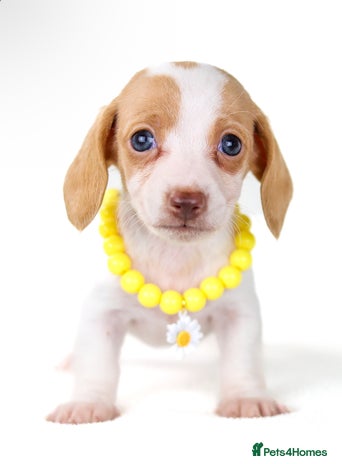 Miniature Dachshund dogs - Advert 2