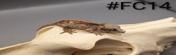 Gecko reptiles for sale: Red Stripe Gargoyle Gecko CB25  - Advert 1