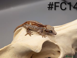 Gecko reptiles Red Stripe Gargoyle Gecko CB25 - Advert 1