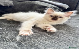 Ragdoll cats for sale: Sapphire's Ragdolls - Image 30