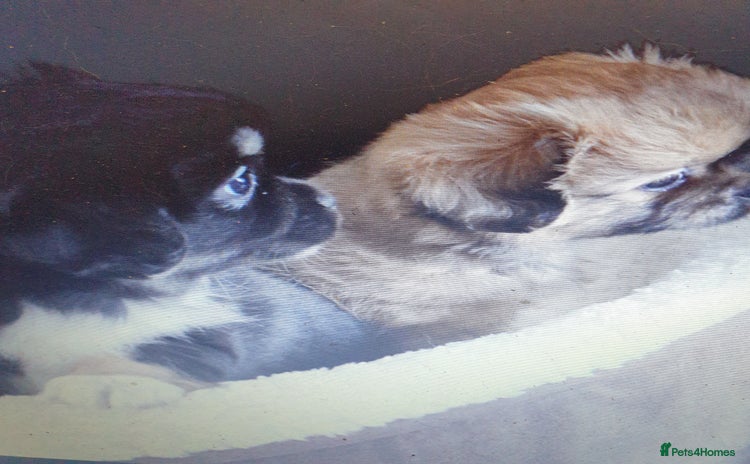 Tibetan Spaniel dogs - Advert 1