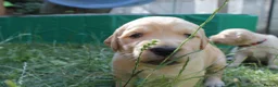 Golden Retriever dogs for sale: Litter of Golden Retriver puppies in Peterborough - Advert 14