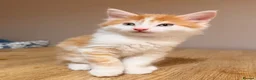 Maine Coon cats for sale: Gorgeous Maine Coon mix fur babies in Spennymoor - Advert 9