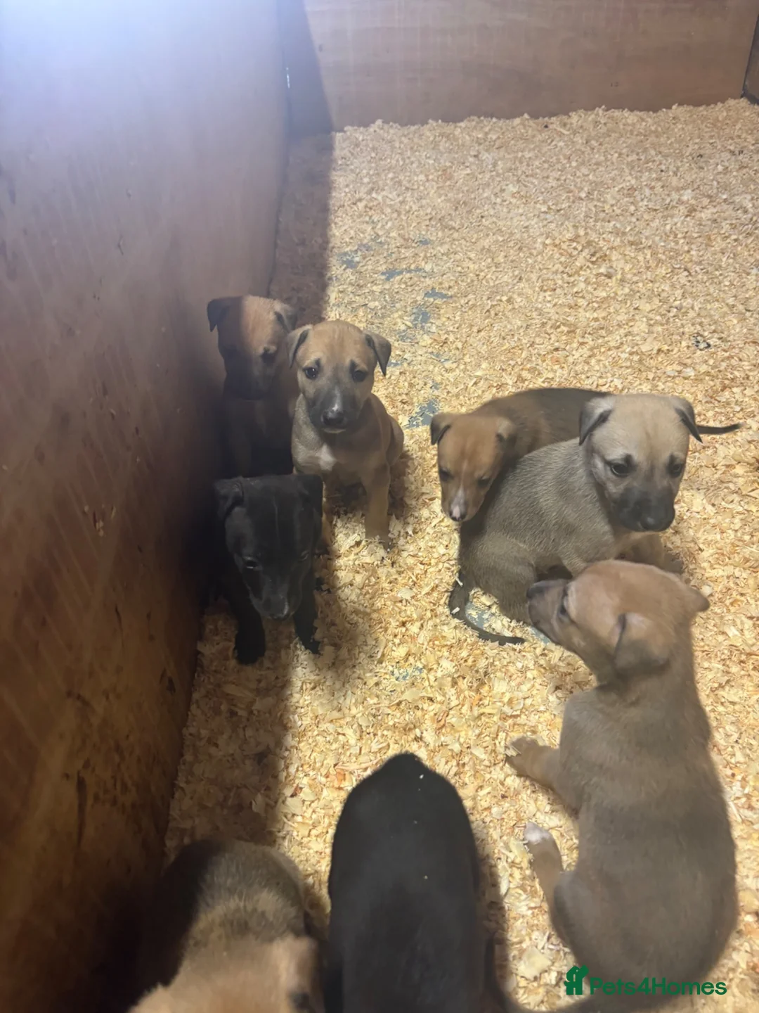 Jackapoo dogs for sale: Jack Russell x poodle puppies - Advert 7
