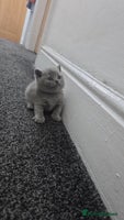 British Shorthair cats 1 FEMALE READY TO GO – PEDIGREE BSH KITTENS - Advert 11