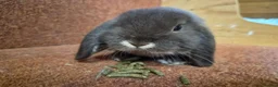Mini Lop rabbits for sale: Pure mini lop baby buck . VACCINATED  - Advert 3