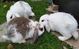 Mini Lop rabbits for sale: Gorgeous Mini lop babies looking for new homes - Image 34