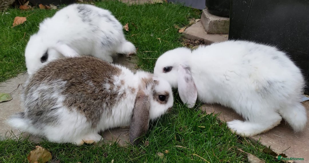 Mini Lop rabbits for sale: Gorgeous Mini lop babies looking for new homes - Image 34