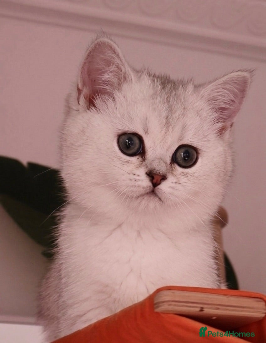 British Shorthair cats ✨Last Golden/Silver British Shorthair ready now‼️ - Advert 2
