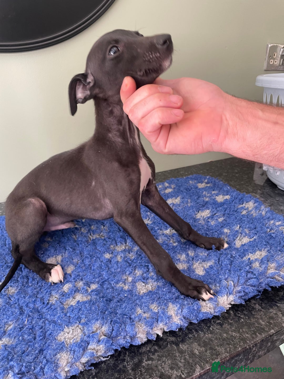 Whippet dogs for sale: READY NOW in Maidstone - Image 9