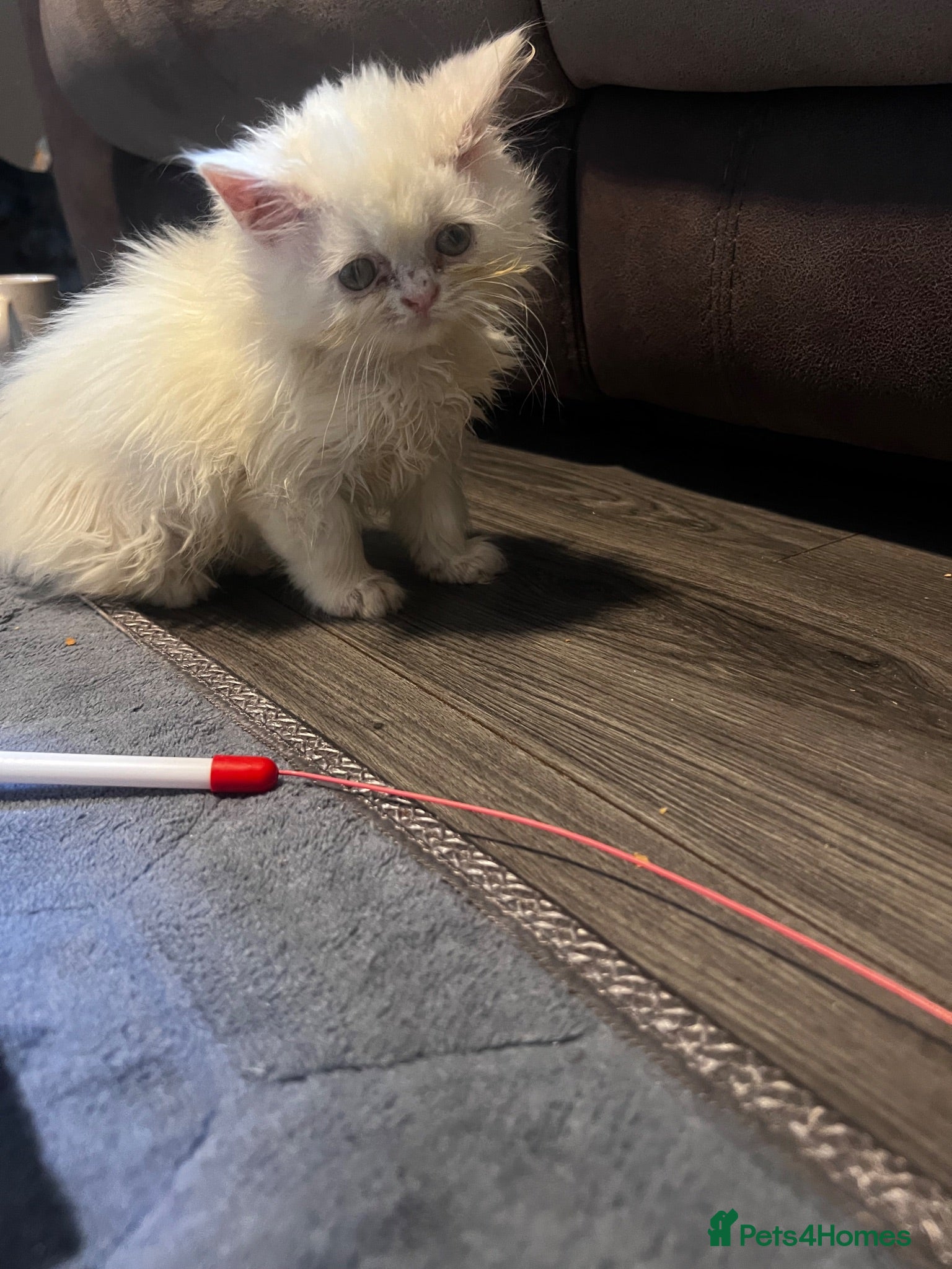 Persian cats FLUFFY PERSIANS READY NOW😻2 left - Advert 2
