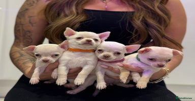 Chihuahua dogs - Advert 16
